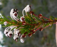 Erica rubiginosa rubiginosa