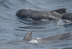 Globicephala