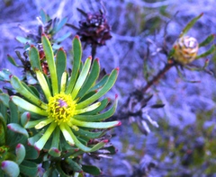 Leucadendron modestum