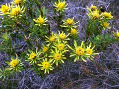 Leucadendron modestum