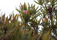 Protea burchellii