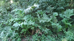 Heracleum sosnowskyi