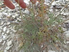 Pimpinella titanophila
