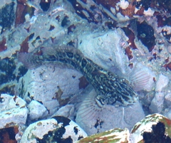 Clinus superciliosus