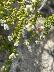 Phylica humilis
