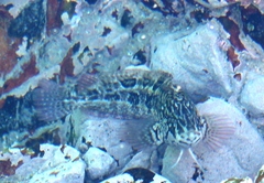 Clinus superciliosus