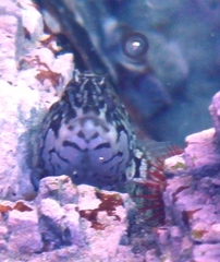 Clinus superciliosus