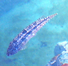 Clinus superciliosus