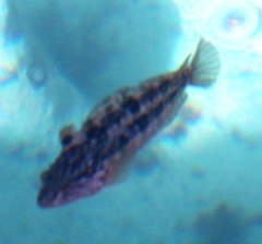 Clinus superciliosus