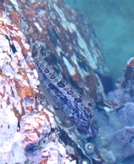 Clinus superciliosus