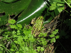 Pelophylax lessonae