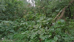 Heracleum sosnowskyi
