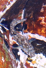 Clinus superciliosus