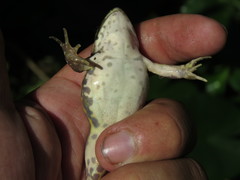 Pelophylax lessonae