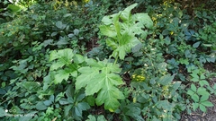 Heracleum sosnowskyi