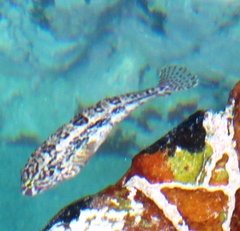 Clinus superciliosus