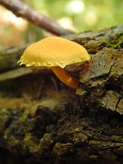 Pleuroflammula tuberculosa