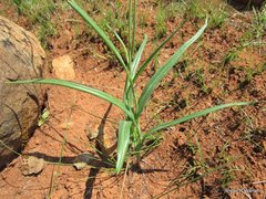Senecio bupleuroides