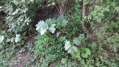 Heracleum sosnowskyi