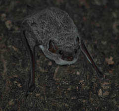 Taphozous mauritianus