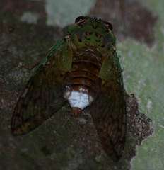 Dyticopycna semiclara