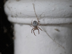 Larinioides ixobolus