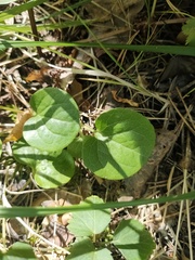 Pyrola rotundifolia