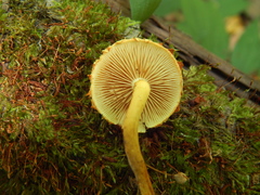 Pleuroflammula tuberculosa