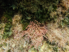 Tricleocarpa fragilis