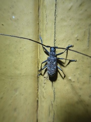 Monochamus saltuarius