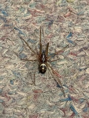 Steatoda grossa