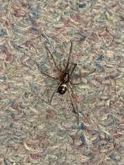Steatoda grossa