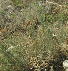 Galatella linosyris
