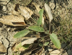 Salvia nutans