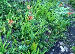 Chasmanthe aethiopica