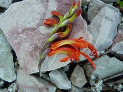 Chasmanthe aethiopica