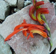 Chasmanthe aethiopica