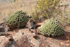 Euphorbia pulvinata