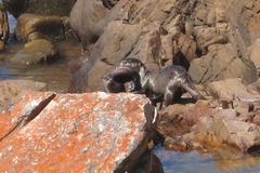 Aonyx capensis capensis