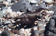 Aonyx capensis capensis