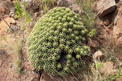 Euphorbia pulvinata