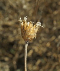 Psephellus trinervius