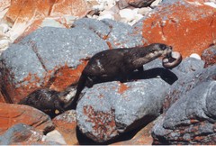 Aonyx capensis capensis