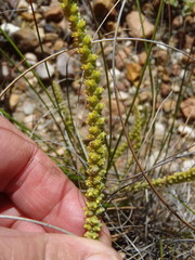 Crassula muscosa muscosa