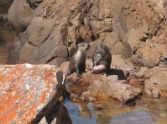 Aonyx capensis capensis