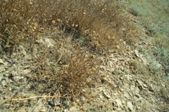 Psephellus trinervius