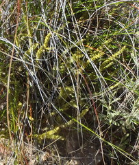 Crassula muscosa muscosa