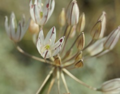 Allium moschatum
