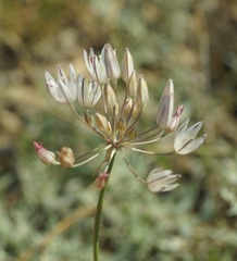 Allium moschatum