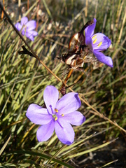 Aristea dichotoma